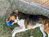 Bailey ***Courtesy Post*** - Photo 7