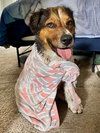 Bailey ***Courtesy Post*** - Photo 3