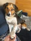 Bailey ***Courtesy Post*** - Photo 4