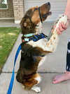 Bailey ***Courtesy Post*** - Photo 5