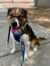 Bailey ***Courtesy Post*** - Photo 6
