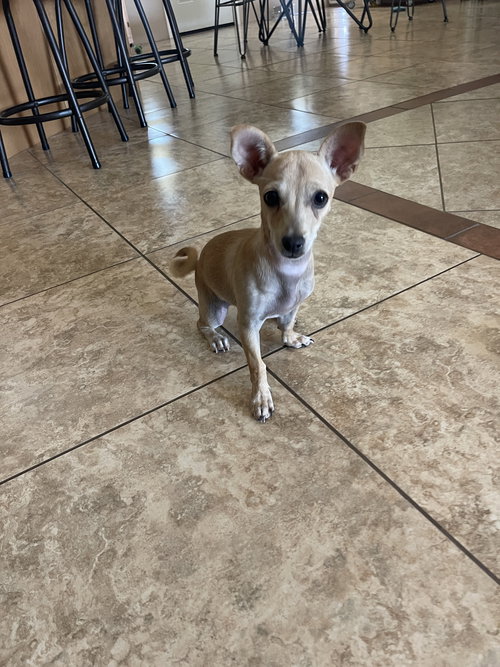 picture of the dog needing adoption