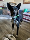 Boo - Photo 9
