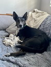 Boo - Photo 7