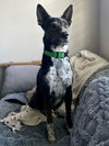Boo - Photo 8