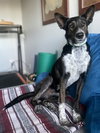 Boo - Photo 5