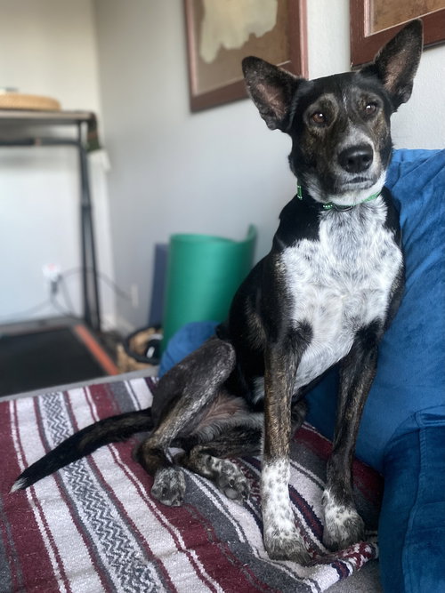 picture of the dog needing adoption