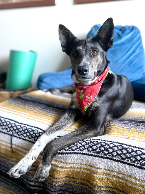BOO - Australian Cattle Dog/Blue Heeler / Dutch Shepherd available for adoption