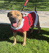 Champ - Photo 1