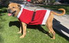 Champ - Photo 2