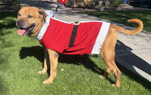 CHAMP - American Staffordshire Terrier / American Bulldog available for adoption