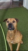 Champ - Photo 12