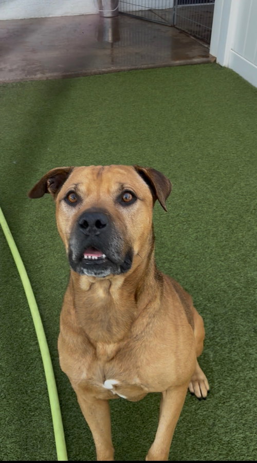 CHAMP - American Staffordshire Terrier / American Bulldog available for adoption