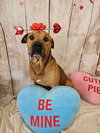 Champ - Photo 9