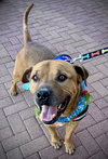 Champ - Photo 2