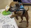 Champ - Photo 7