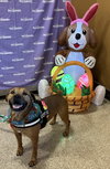 Champ - Photo 6