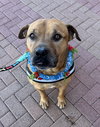 Champ - Photo 5