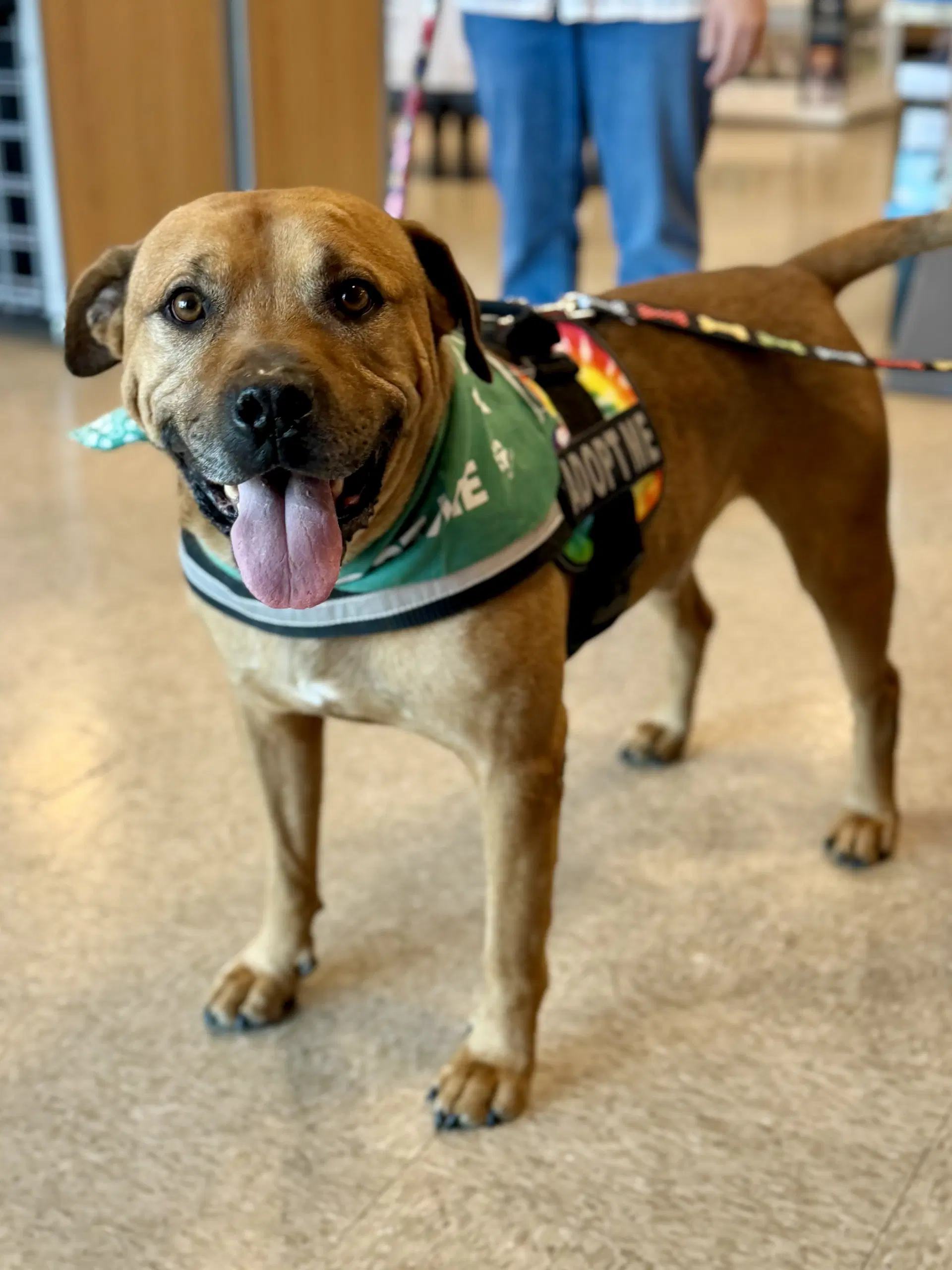 Champ - American Staffordshire Terrier