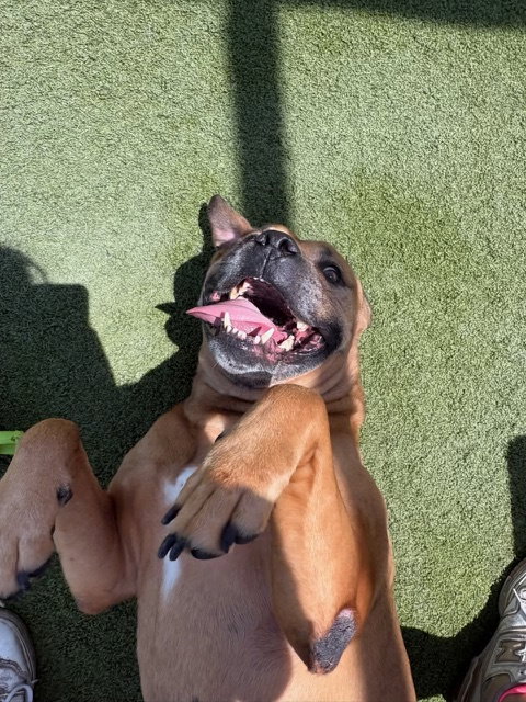 Champ photo 3