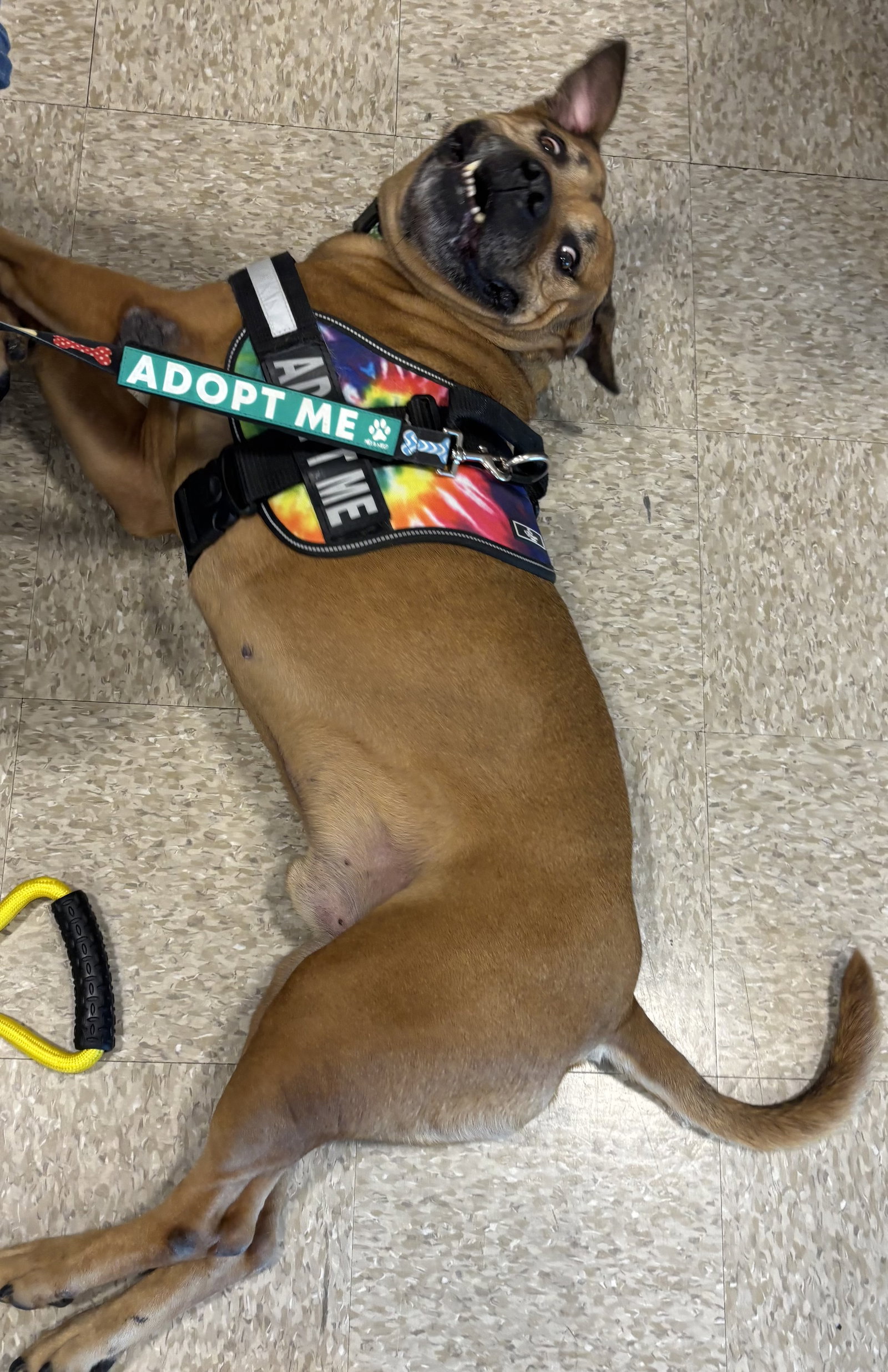 Champ the family dog!, photo 12