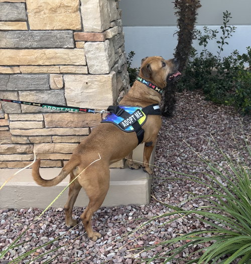 picture of the dog needing adoption