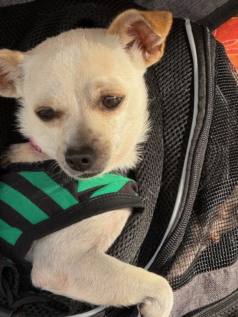 picture of the dog needing adoption