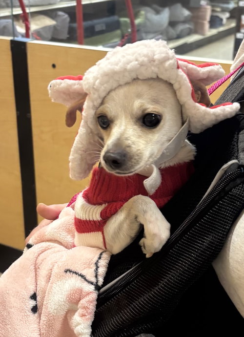 AUBERGINE - Chihuahua available for adoption
