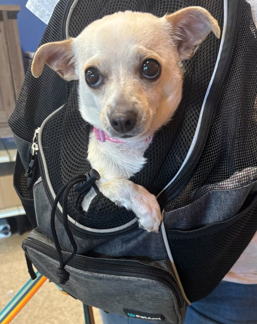 AUBERGINE - Chihuahua available for adoption