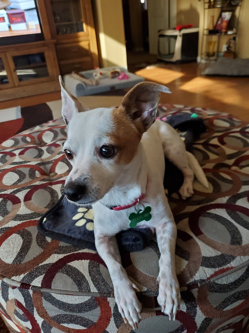 picture of the dog needing adoption
