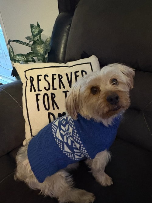 picture of the dog needing adoption
