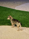 Sweet Oscar - Photo 8