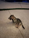 Sweet Oscar - Photo 9