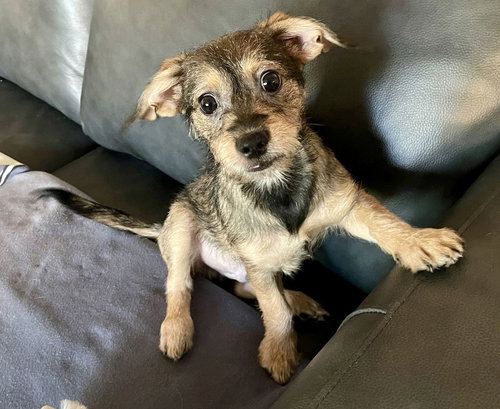 picture of the dog needing adoption