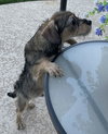 Sweet Oscar - Photo 6