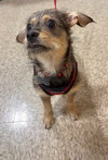 Sweet Oscar - Photo 2