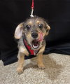 Sweet Oscar - Photo 3