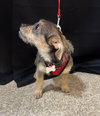 Sweet Oscar - Photo 4