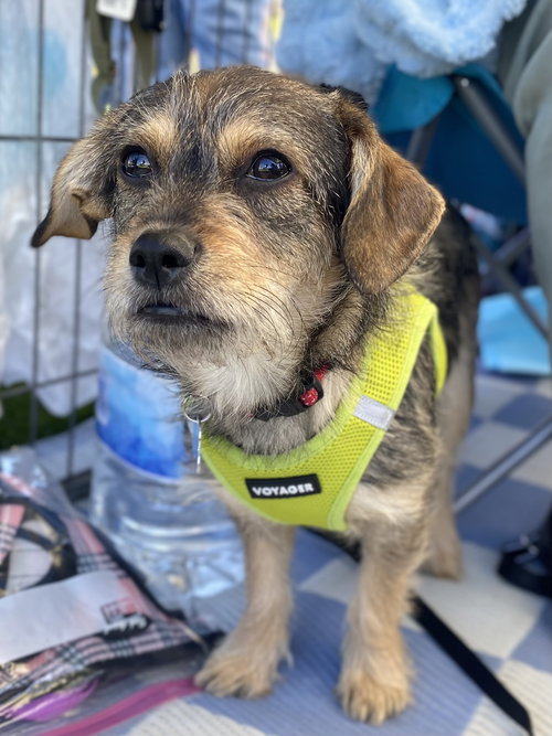 picture of the dog needing adoption