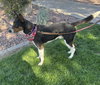 Bruce - Photo 2