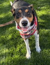 Bruce - Photo 3