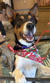 Bruce - Photo 4