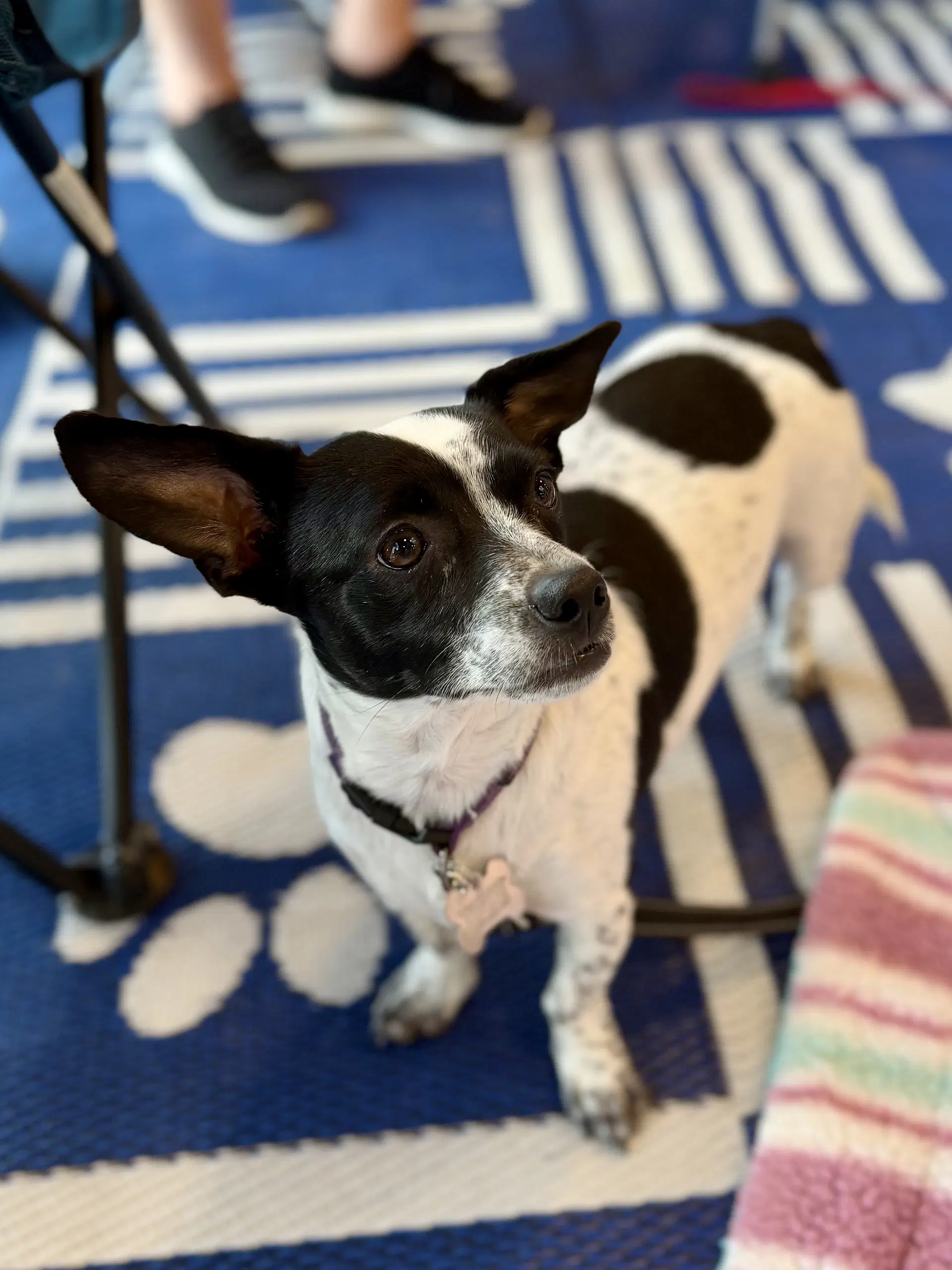 Jordan - Rat Terrier