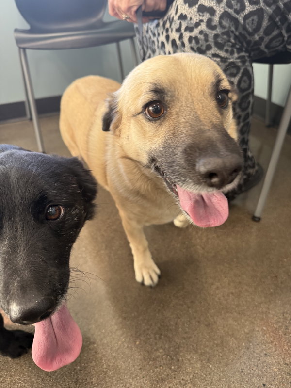Bailey and Teddy