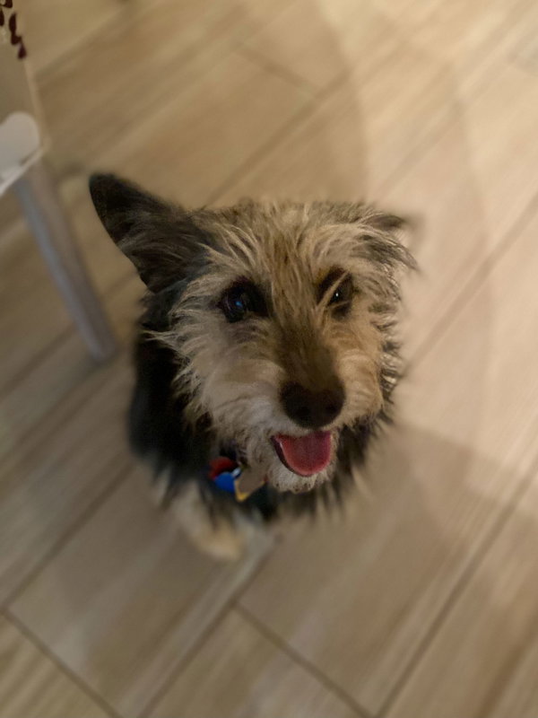Simon