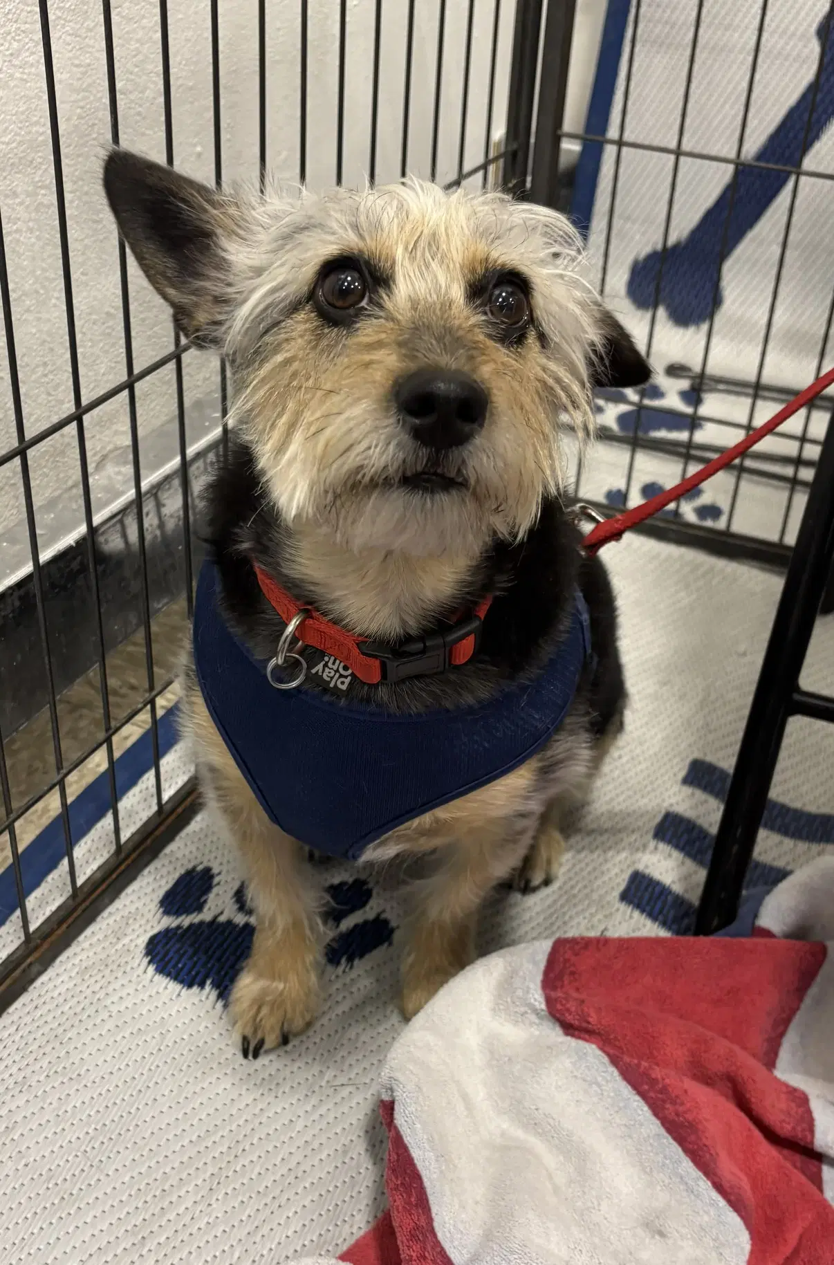 Simon - Schnauzer