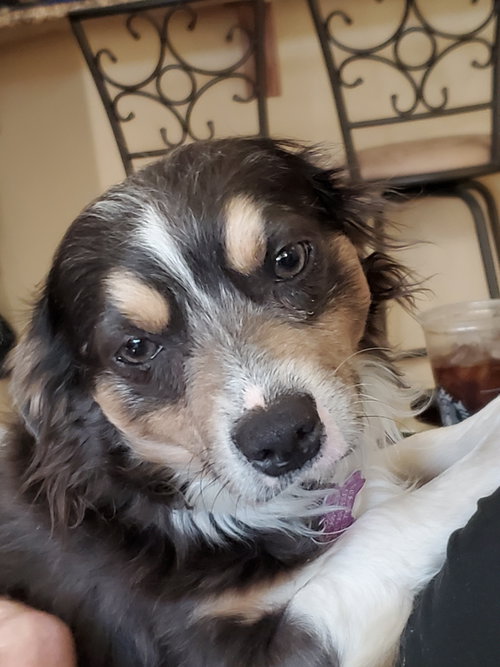 picture of the dog needing adoption