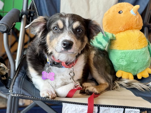 Mr Shilo, an adoptable Chihuahua in Phoenix, AZ