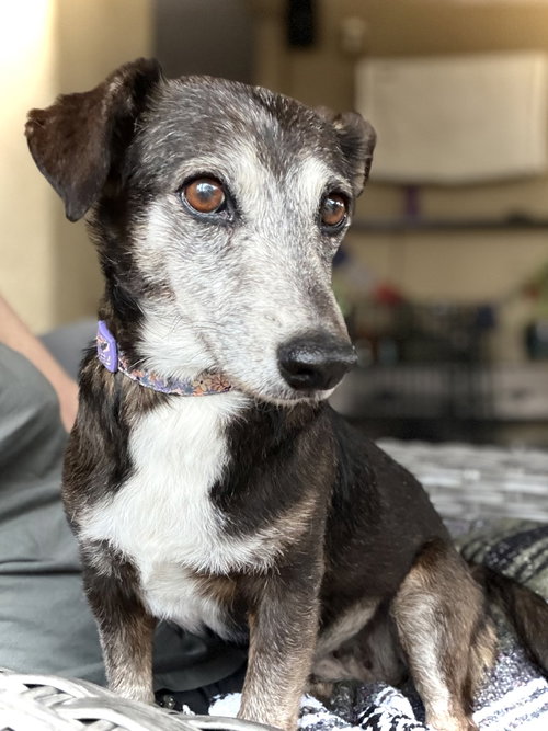 picture of the dog needing adoption