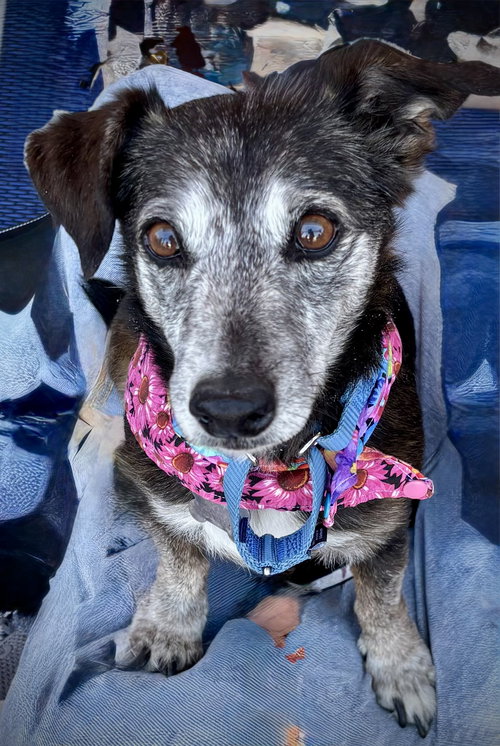 Emmy, an adoptable Dachshund in Phoenix, AZ